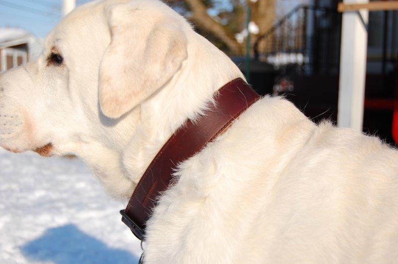 Wolfgang Horween Leather Collar Leash Review 99.95 69.95