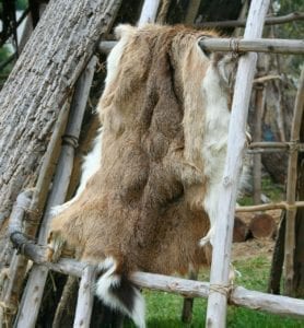 deer hide awaiting tanning