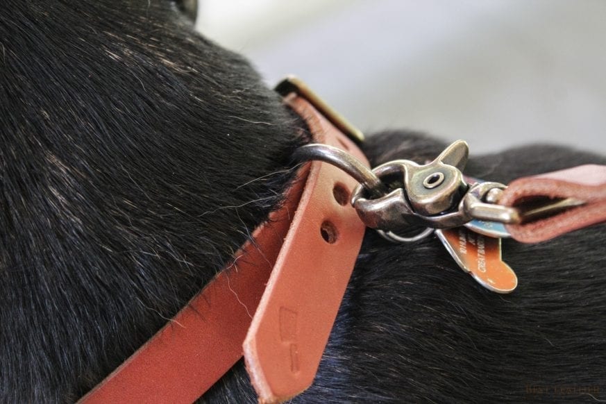 Aesthetic Dog Collar 